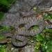 Venomous Pitviper (Protobothrops trungkhanhensis) 