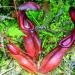 Giant Carnivorous Pitcher Plant (Nepenthes bokorensis) 