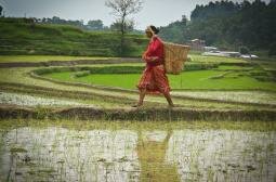 Ropain - Nurturing Paddy