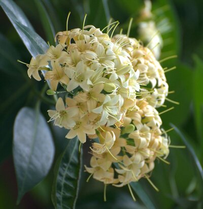 Tembusu's scientific name fagraea fragrans is a nod to its intoxicating scent.